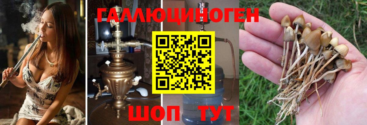 где купить наркоту  Галлюциногенные грибы Psilocybe  Вход с VPN  Приморско-Ахтарск 